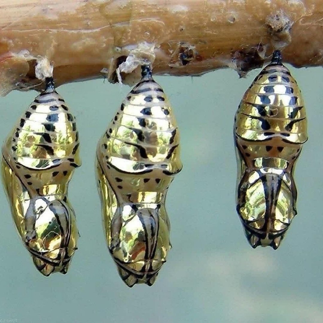 I can&rsquo;t believe this image is actually real, but these are the chrysalis of Tiger wing butterflies. 

Apparently the mirror effect works as camouflage, reflecting the surrounding environment making them blend in. Also it&rsquo;s thought approac