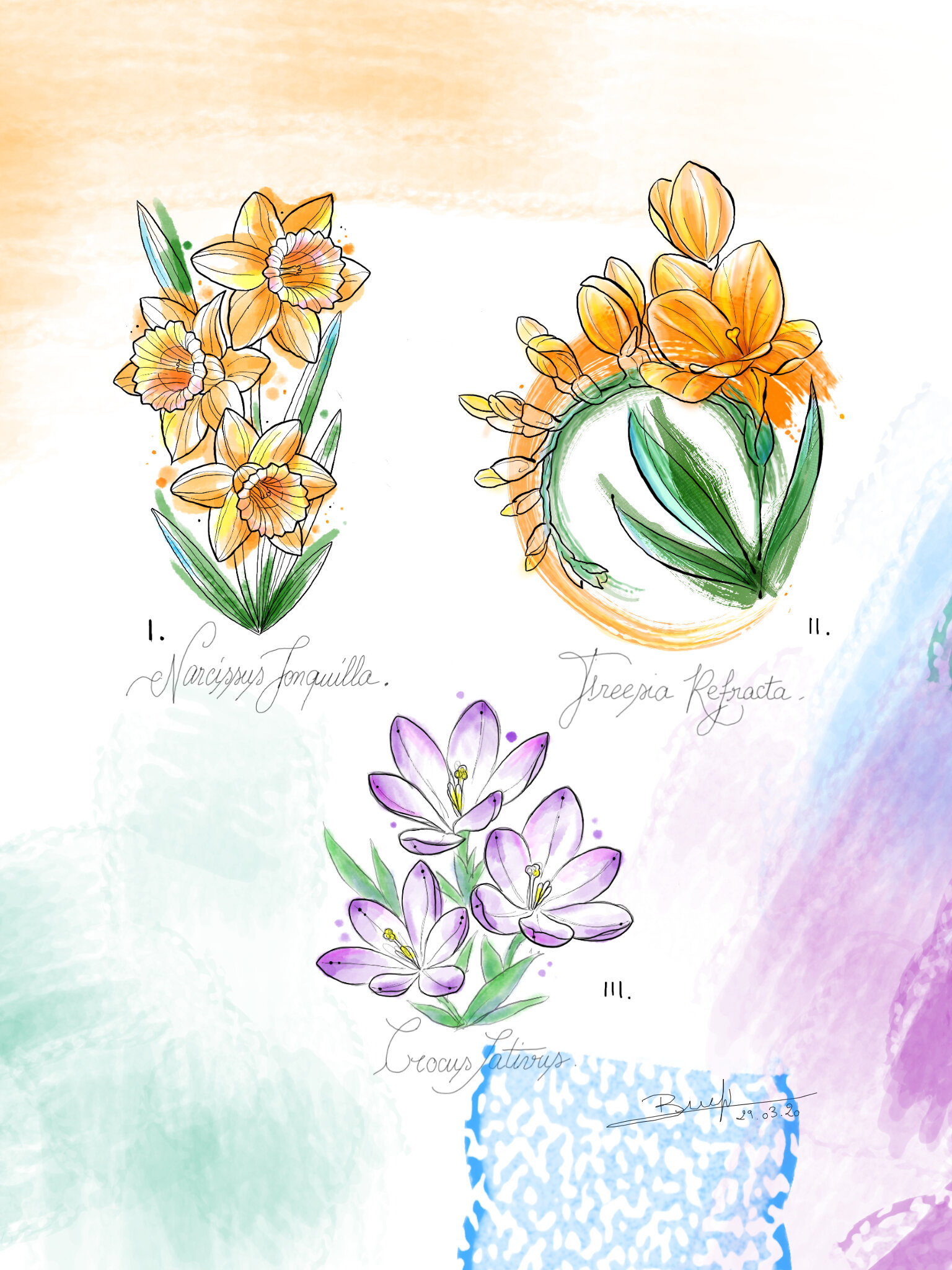Crocus freesia.jpg