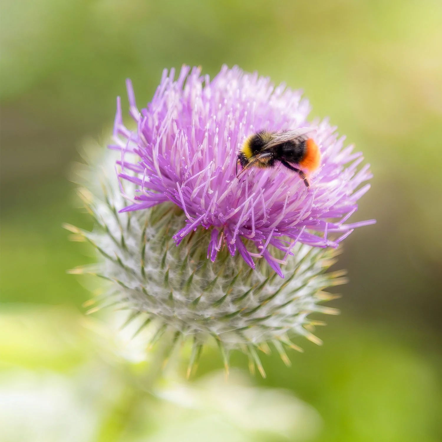 Thistle-Bee.jpg