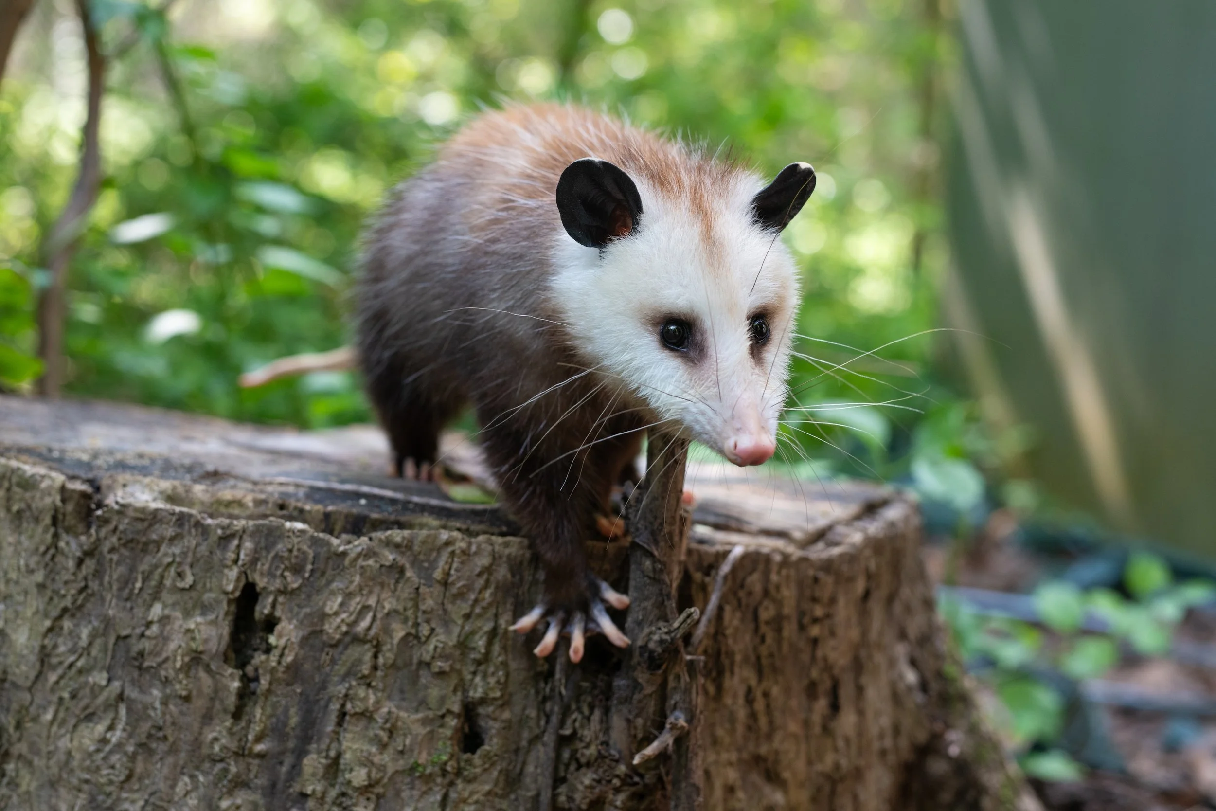 Wild Wonders: A Close Encounter with Native Animals