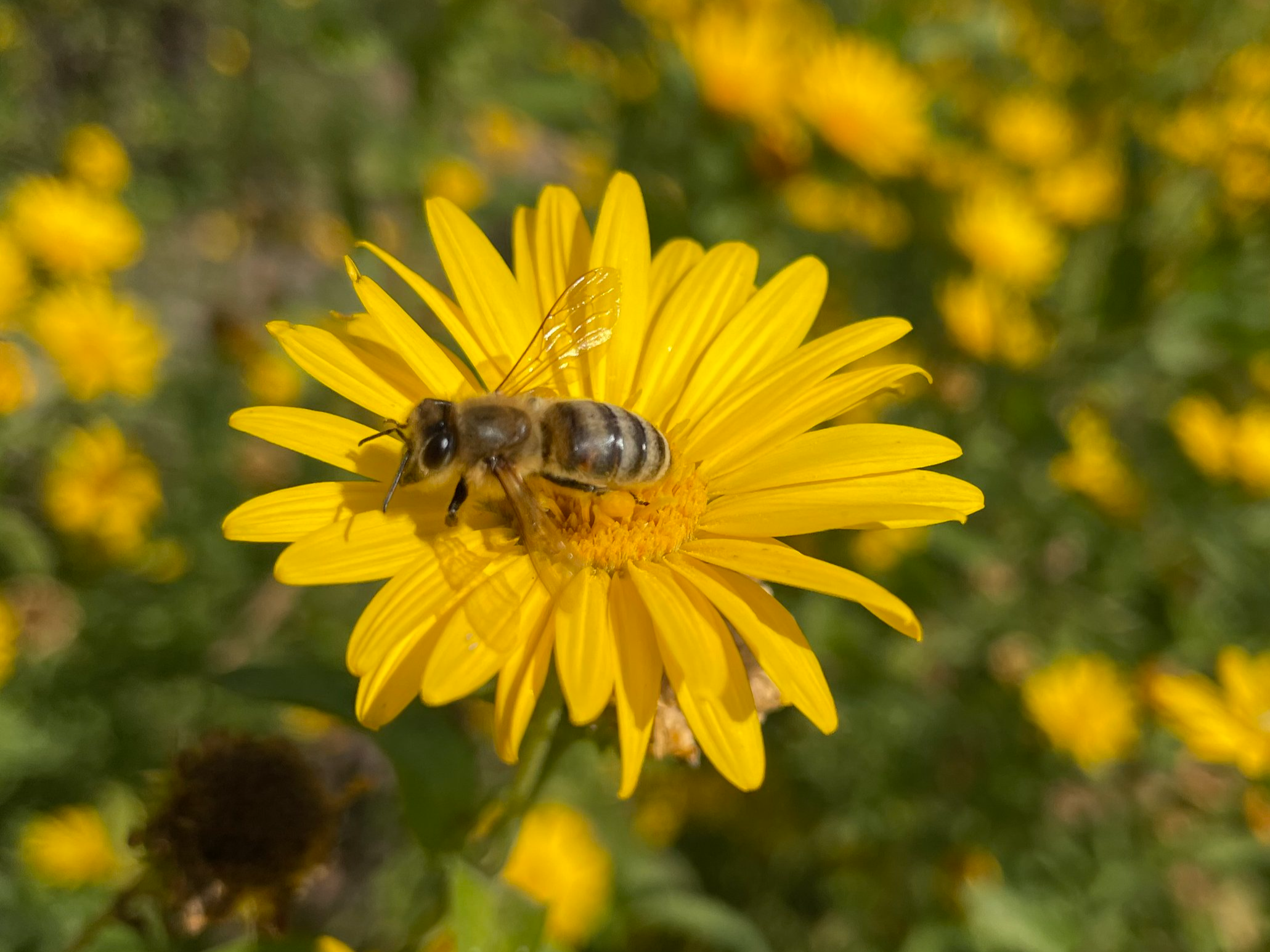 Southeast Bumble Bee Atlas Training Workshop with Xerces Society