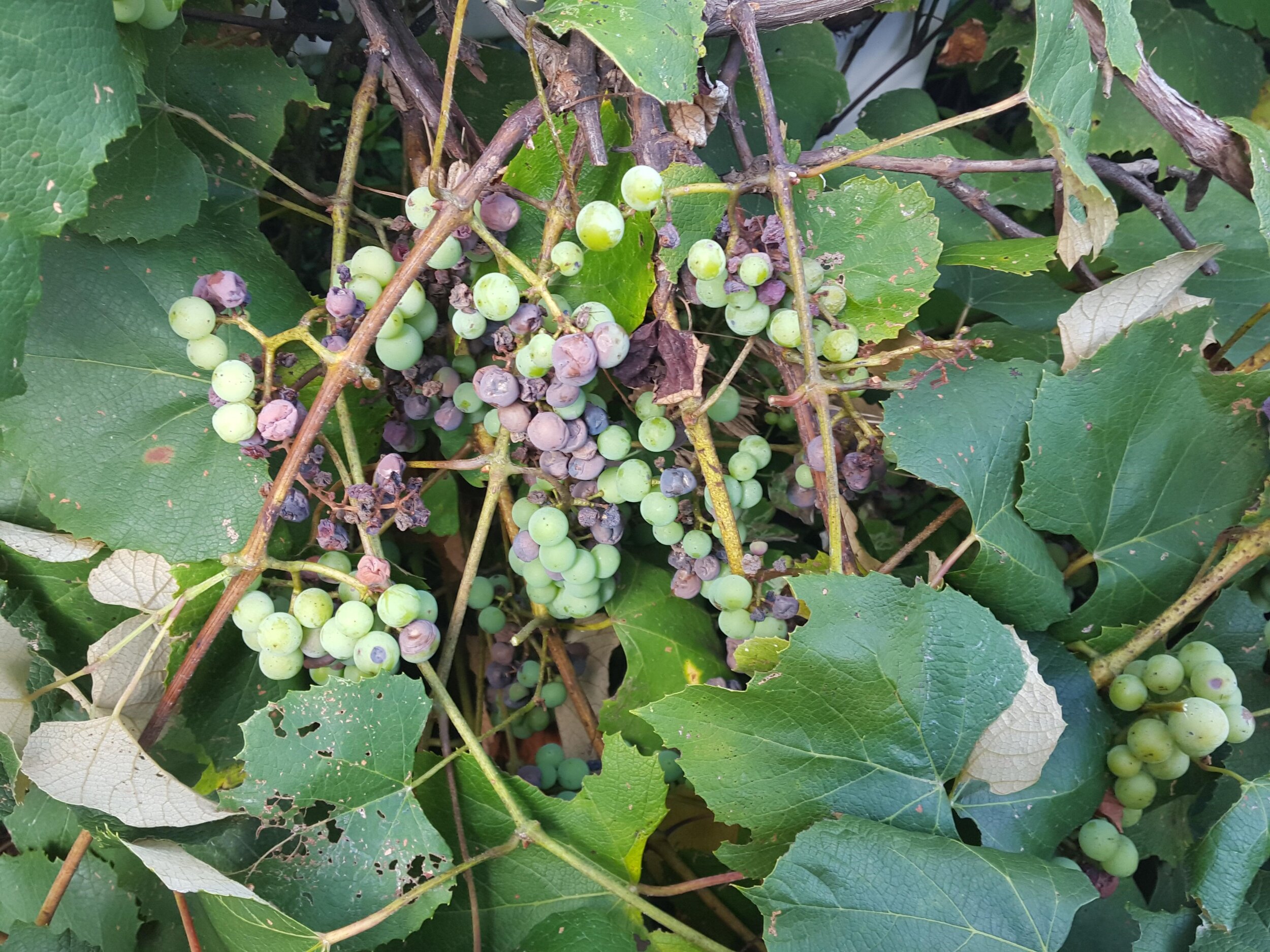 grapes AAB.jpg