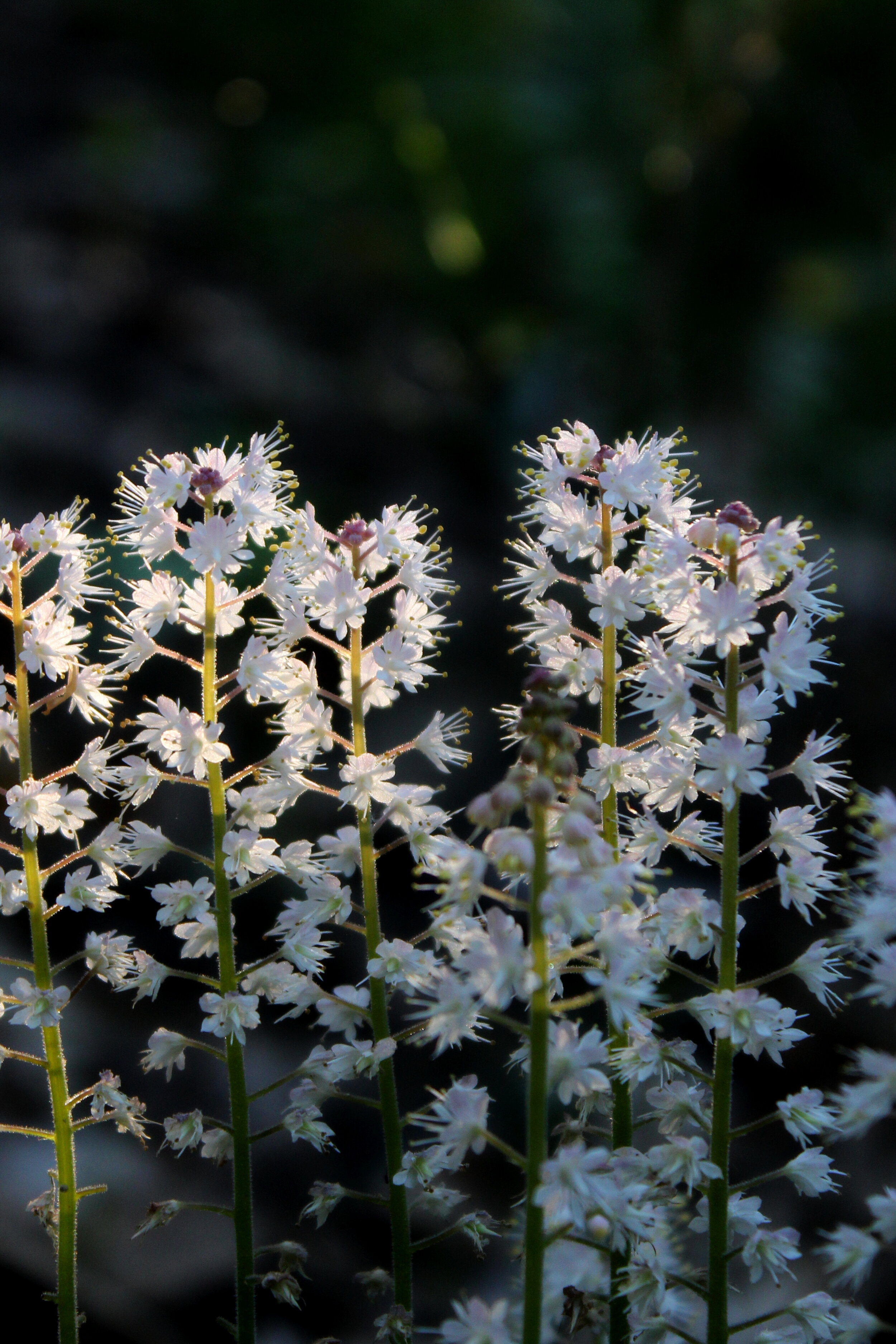 foamflower2.jpeg