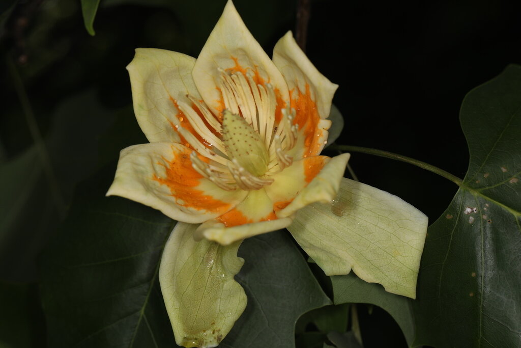 tuliptree3.jpeg