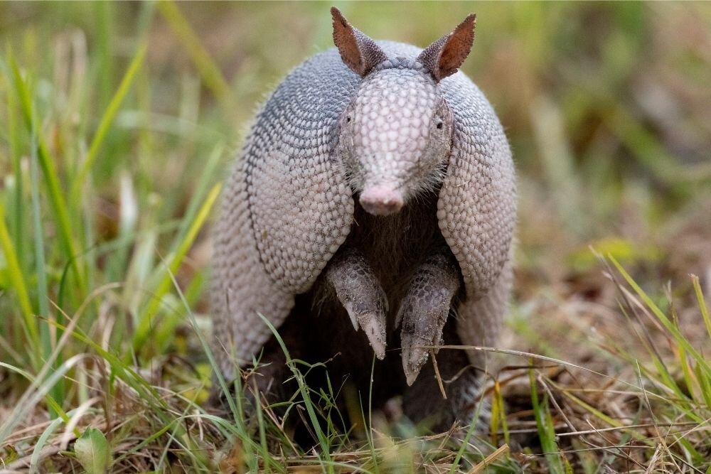 Behold, the Armadillo — Reflection Riding