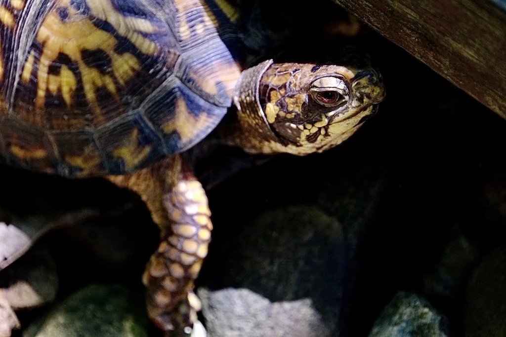 Get to Know the Eastern Box Turtle — Reflection Riding Chattanooga
