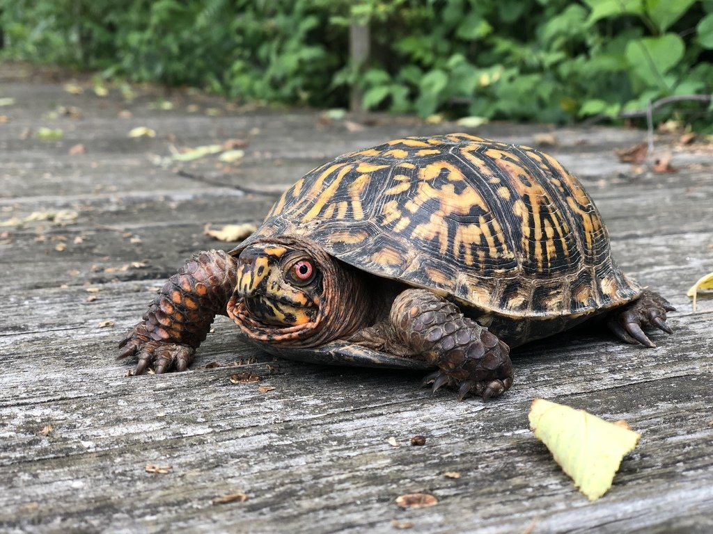 Get to Know the Eastern Box Turtle — Reflection Riding Chattanooga nature center, native plant nursery and historic open space image