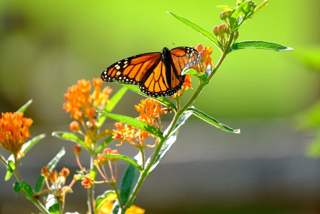 Monarch butterfly (Danaus plexippus) photo by Mark McKnight.jpeg