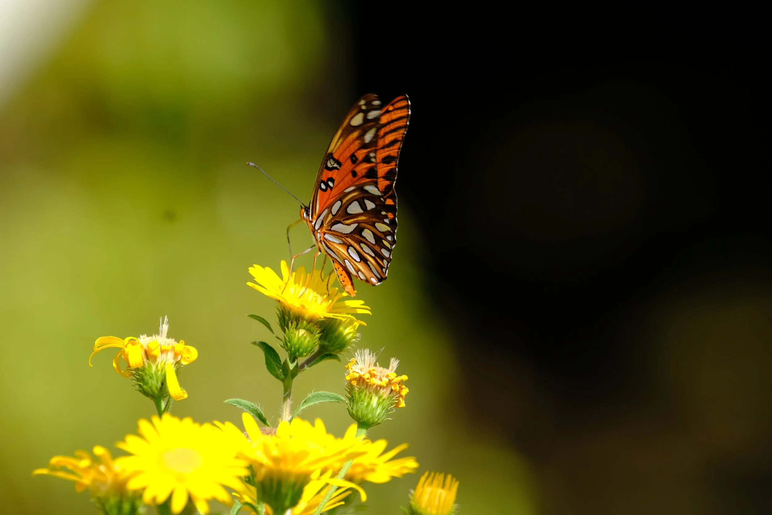Fritillary-butterfly.5.JPG