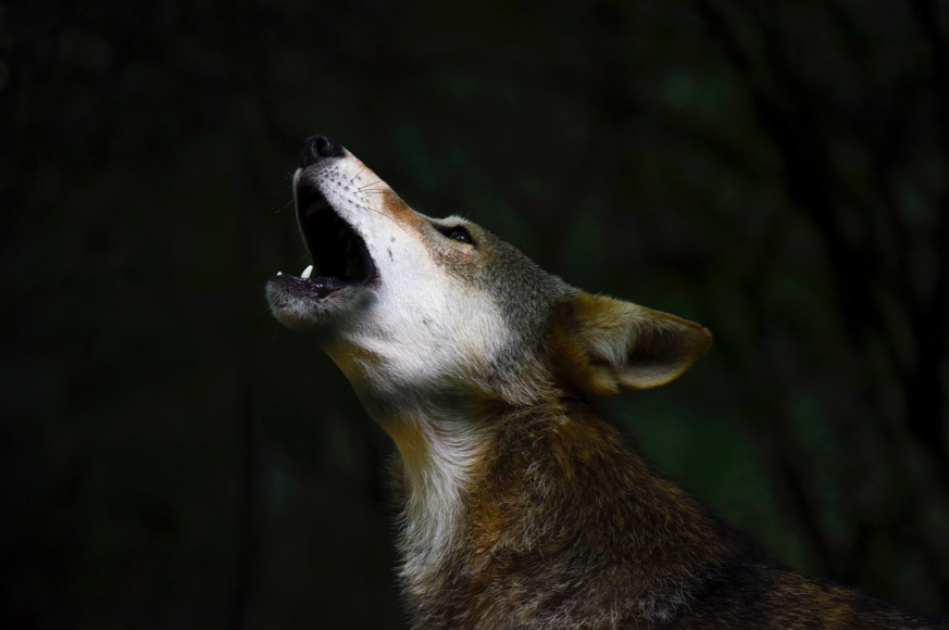 Red Wolf Conservation in the Spotlight