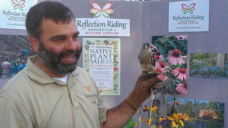 cor-sparrow hawk.jpg