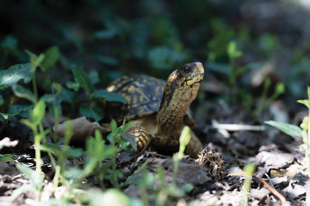 Turn the Tide for Turtles