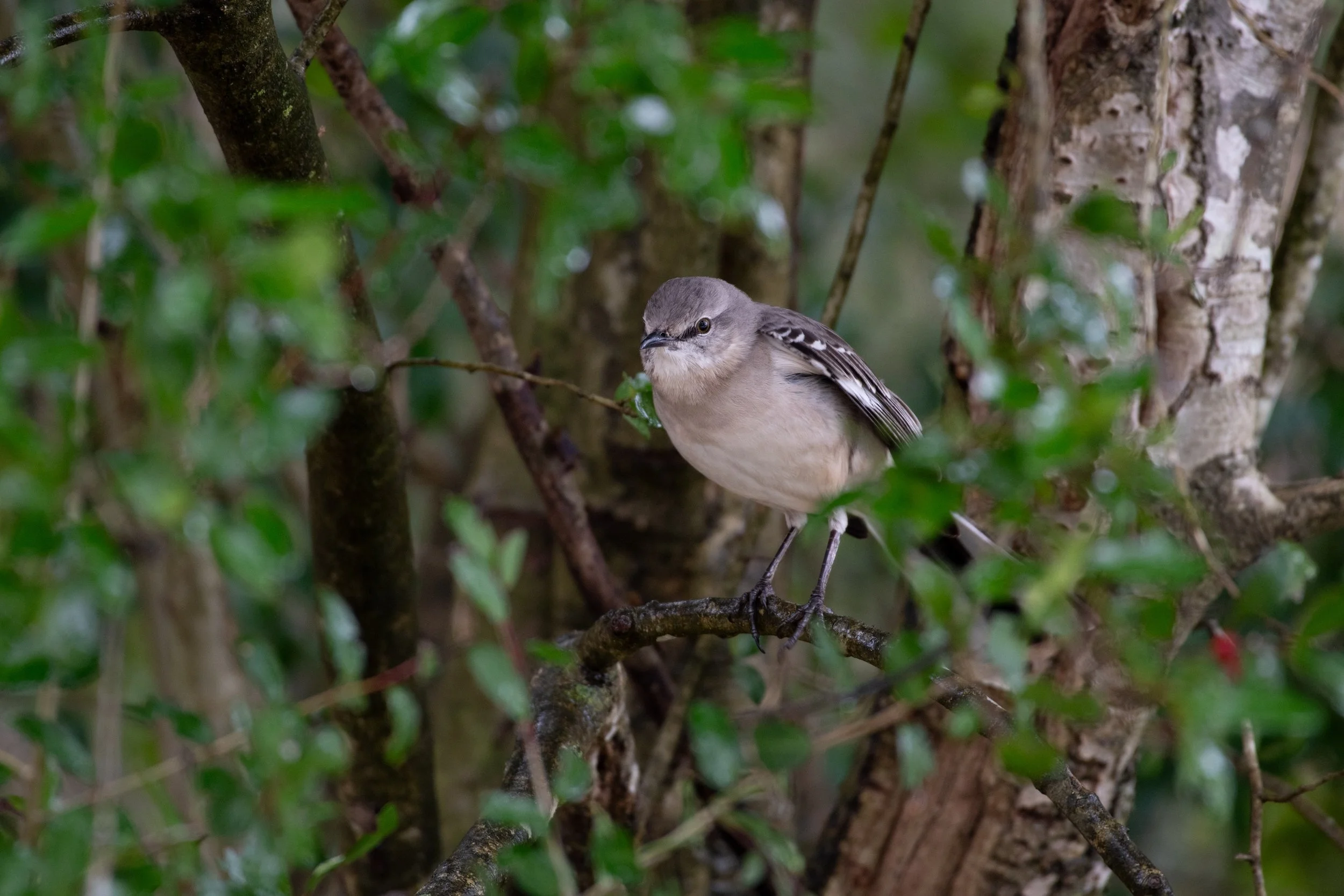 Photography Walk and Talk with The Chattery