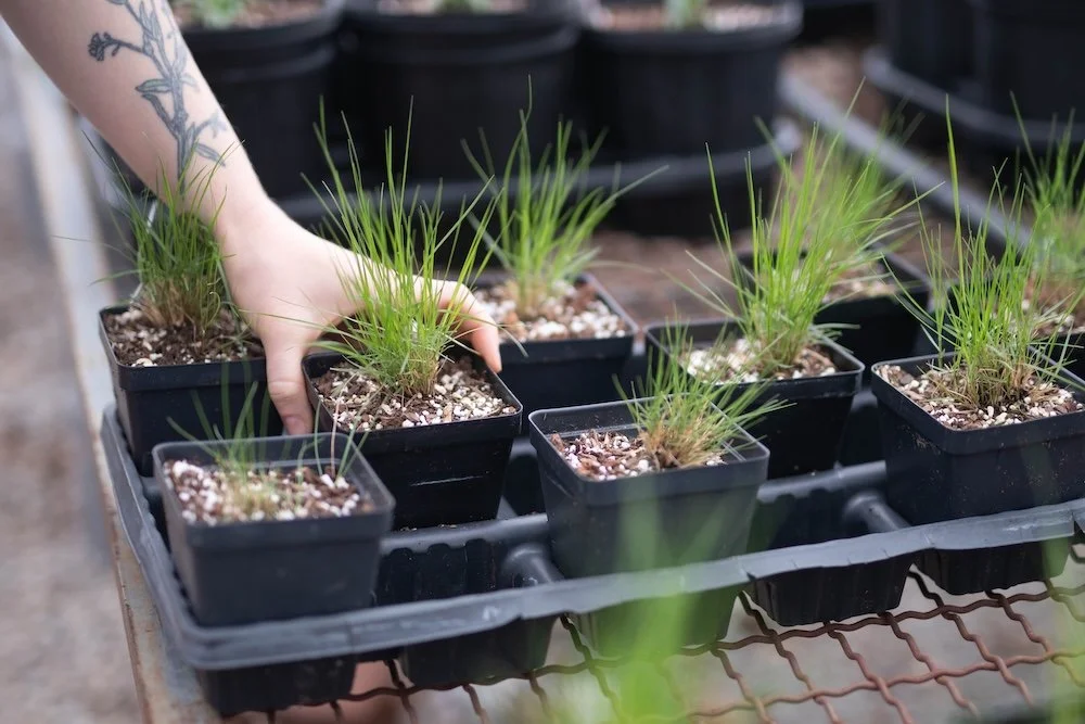 Spring Native Plant Sale with Wild Ones