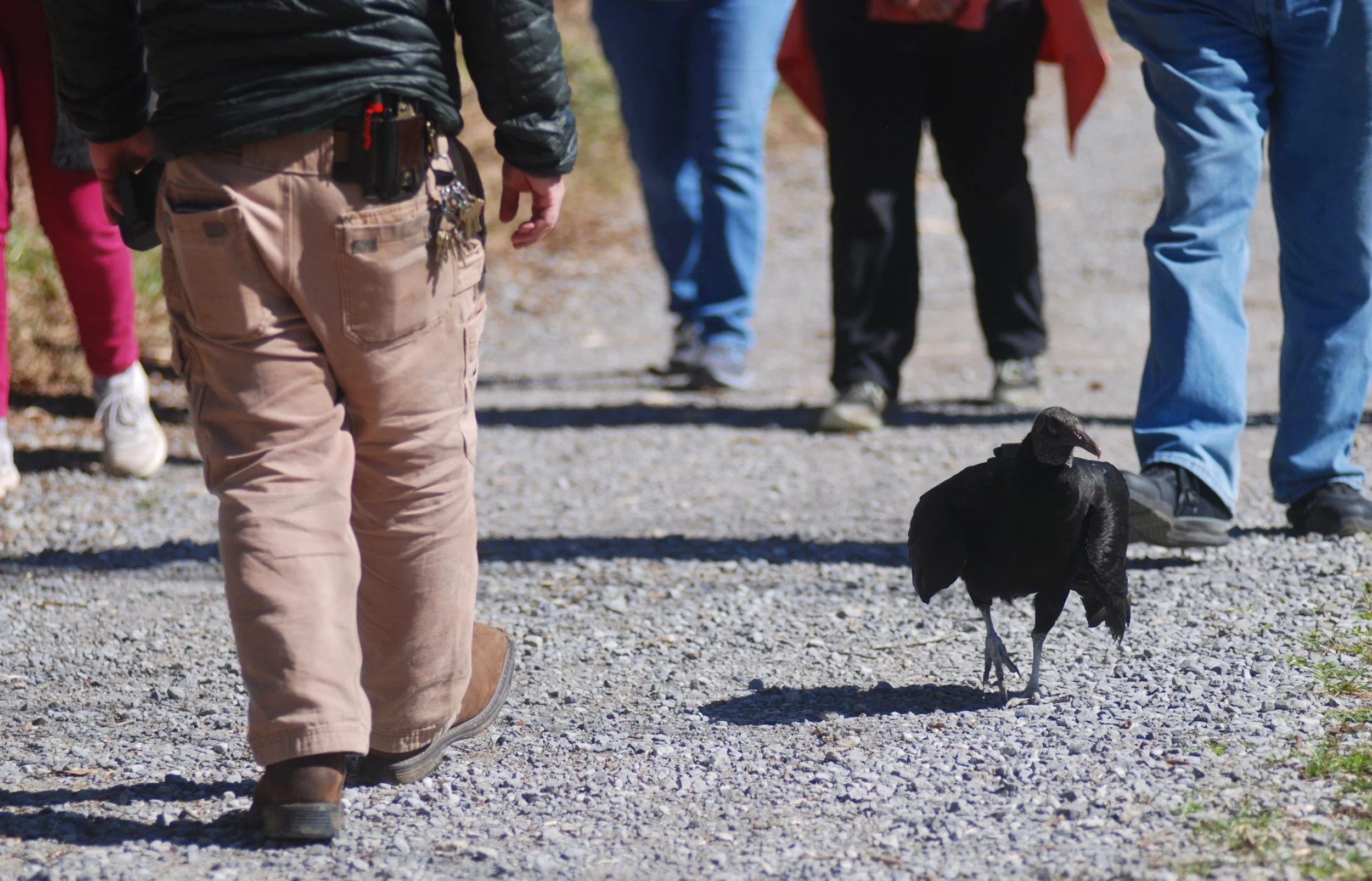 Vulture Walk with Vlad copy.jpg