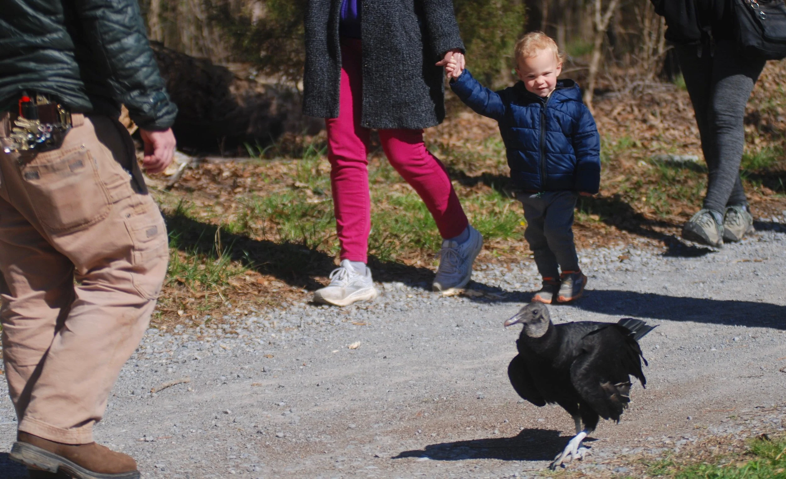 Vulture Walk with Vlad.jpg