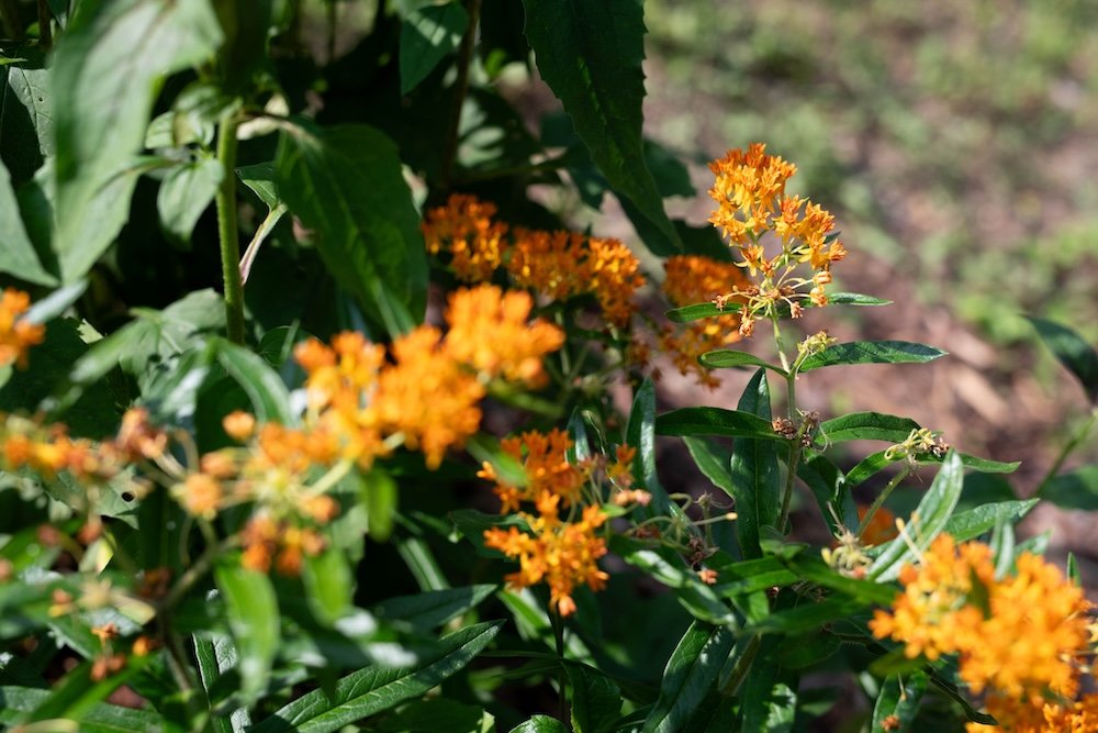 Summer Plant Stroll Series