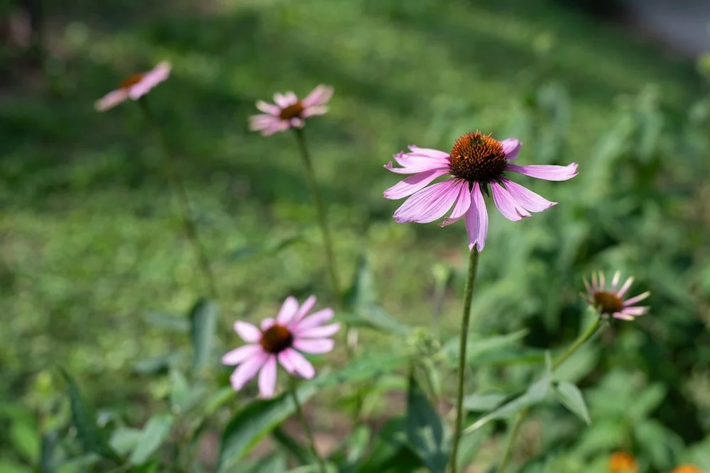 Summer Plant Stroll Series