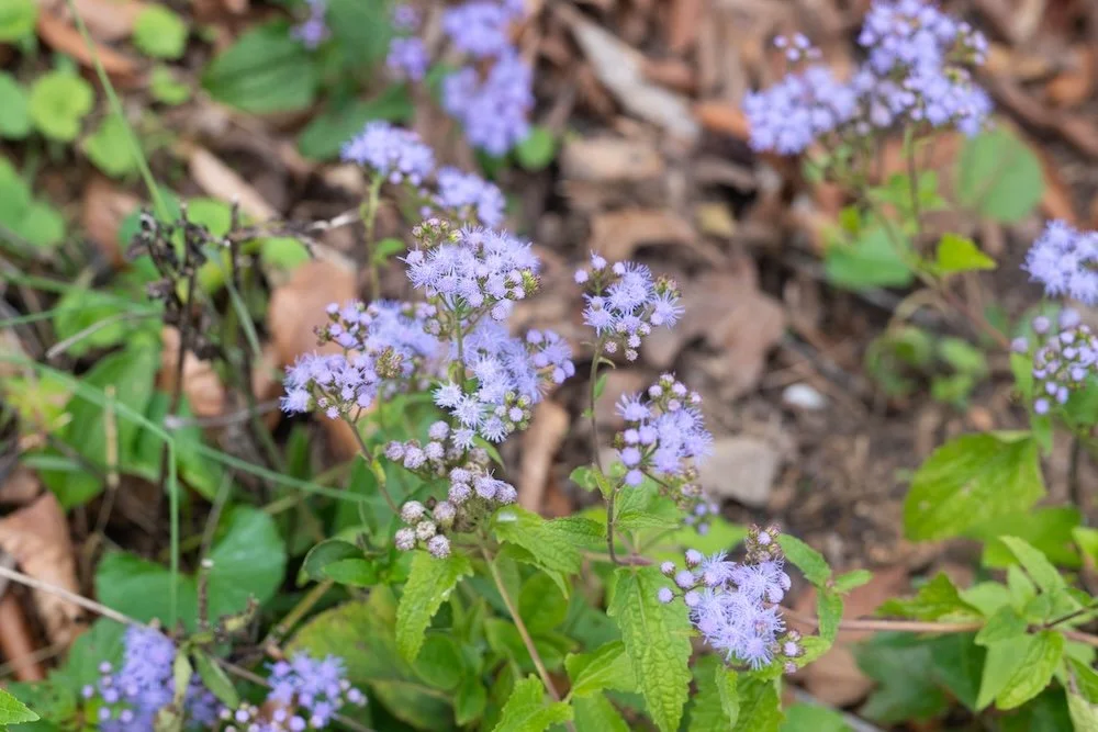 Summer Plant Stroll Series