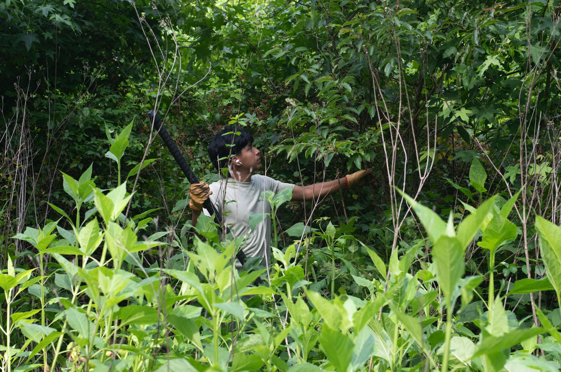 Master Gardener Series: Give Yourself a Fighting Chance Against Invasive Plants
