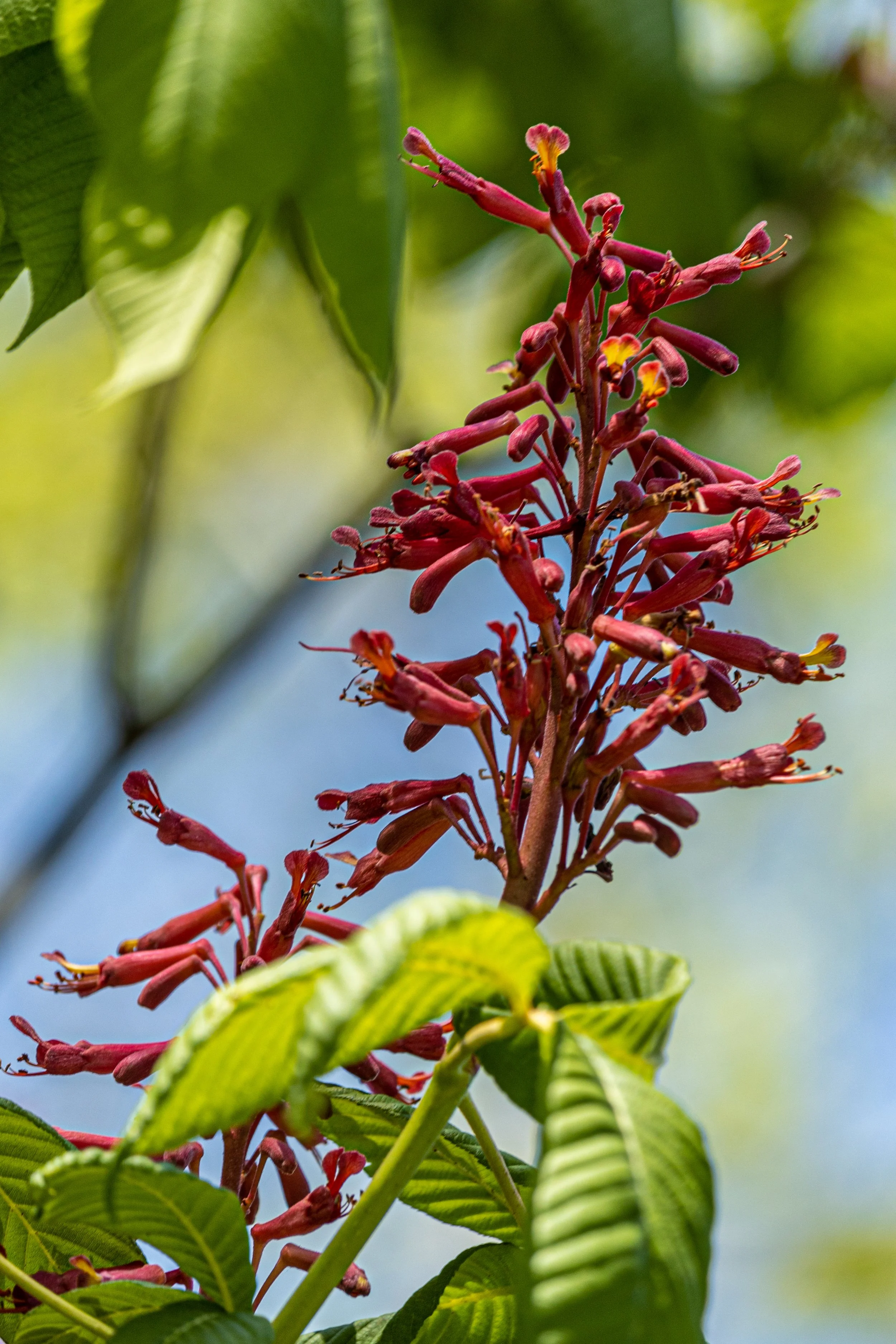 RedBuckeye.jpg
