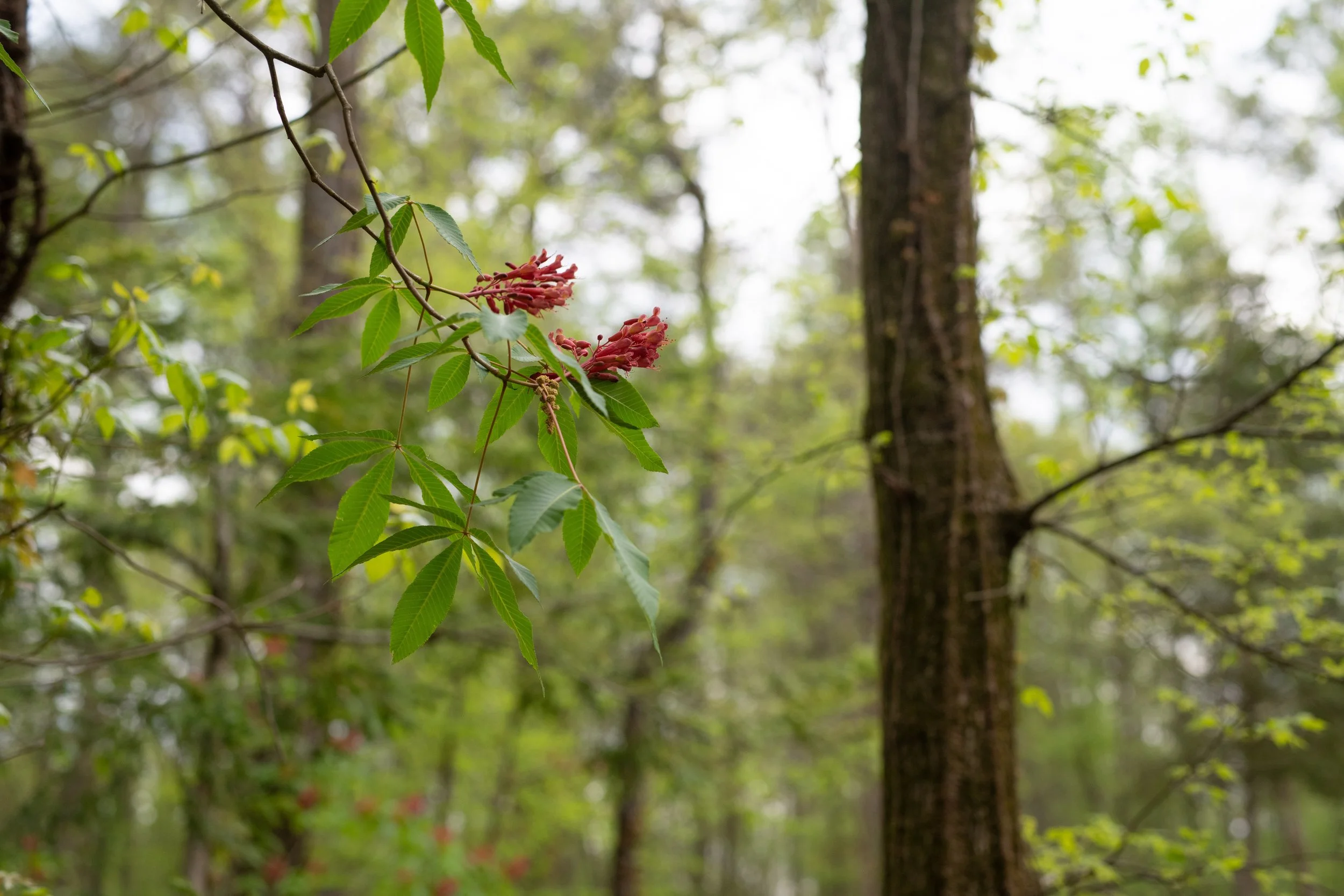 _IMG6614-1.jpg