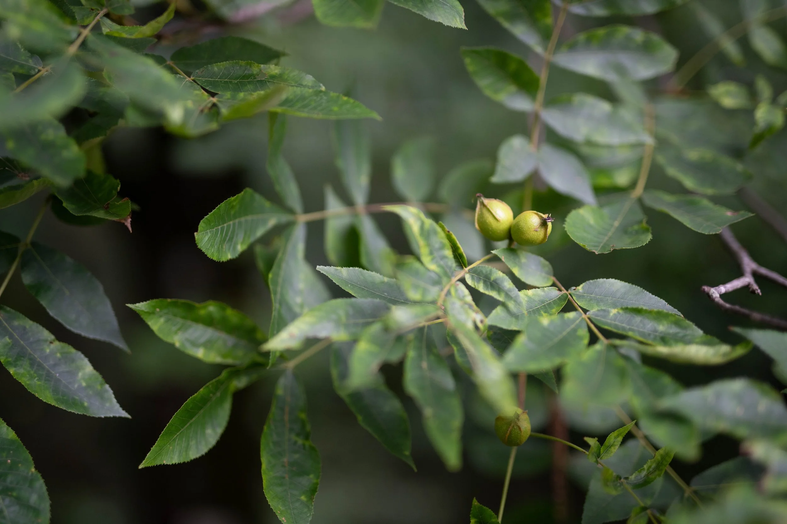 Bitternut Hickory