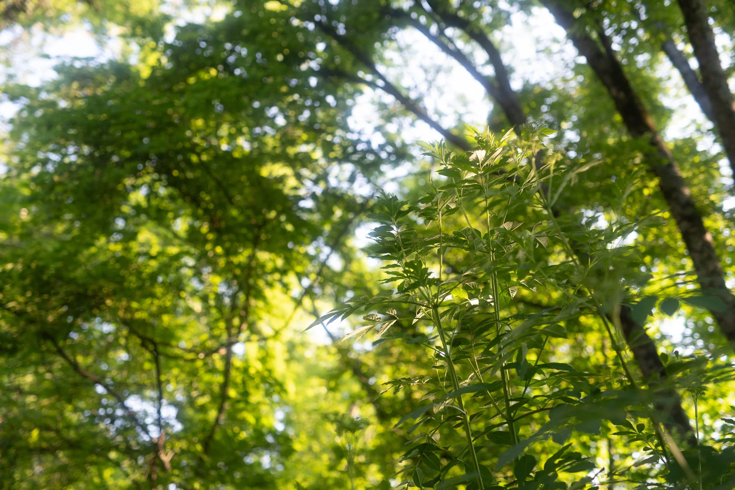 _IMG9270.jpg