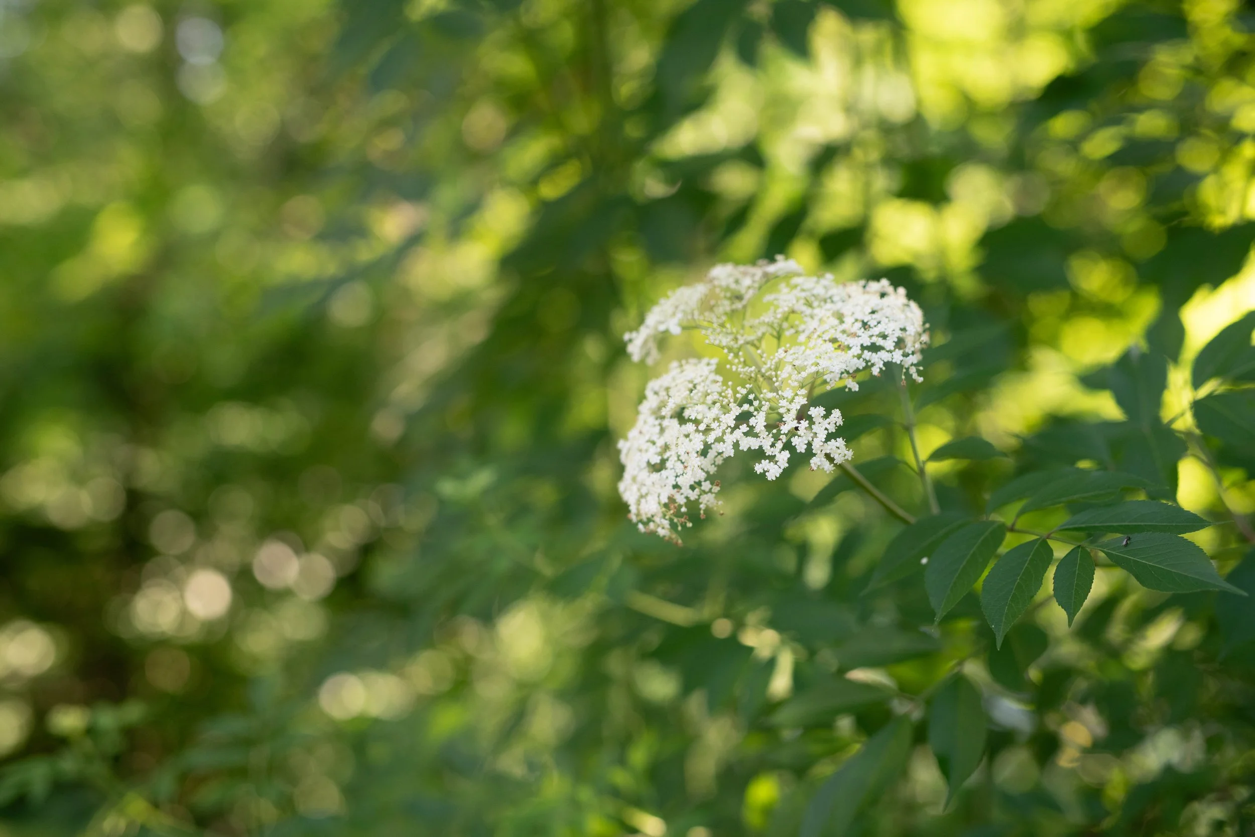 American Elderberry