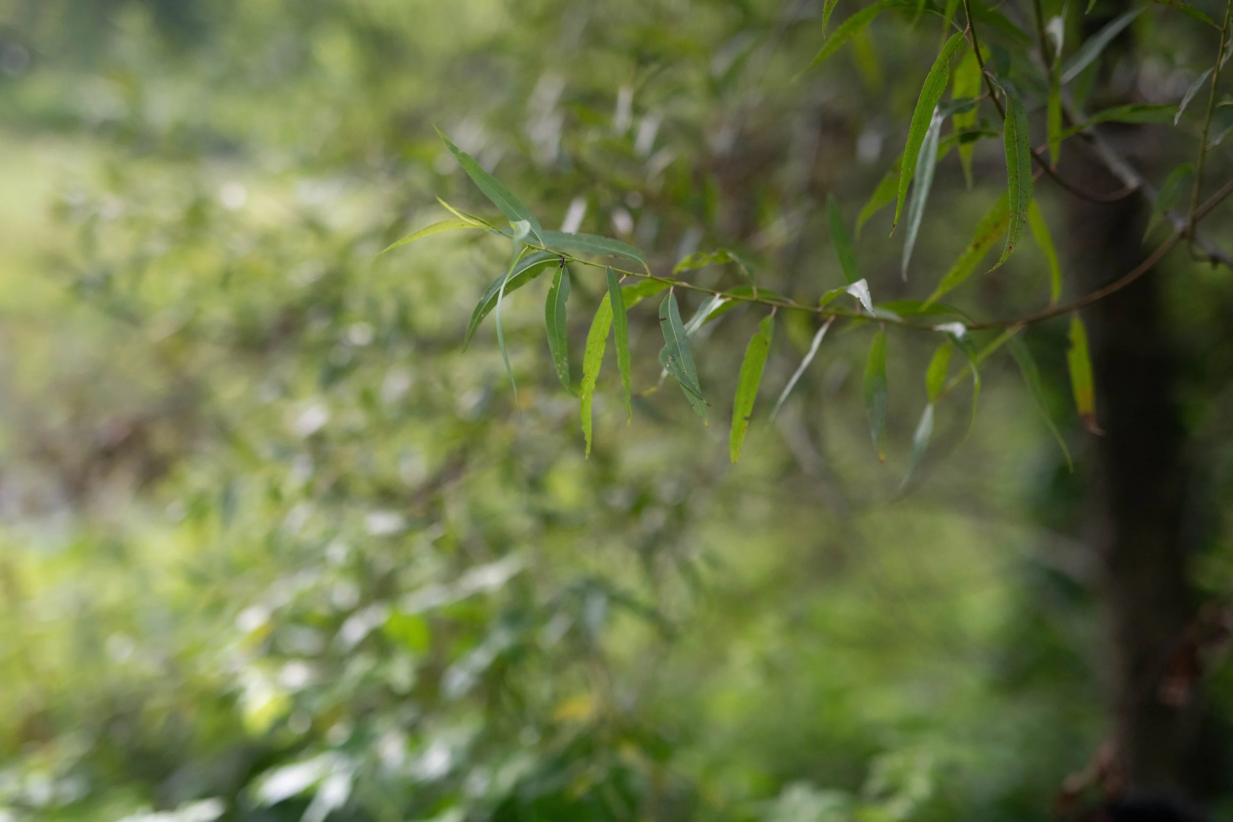 Black Willow