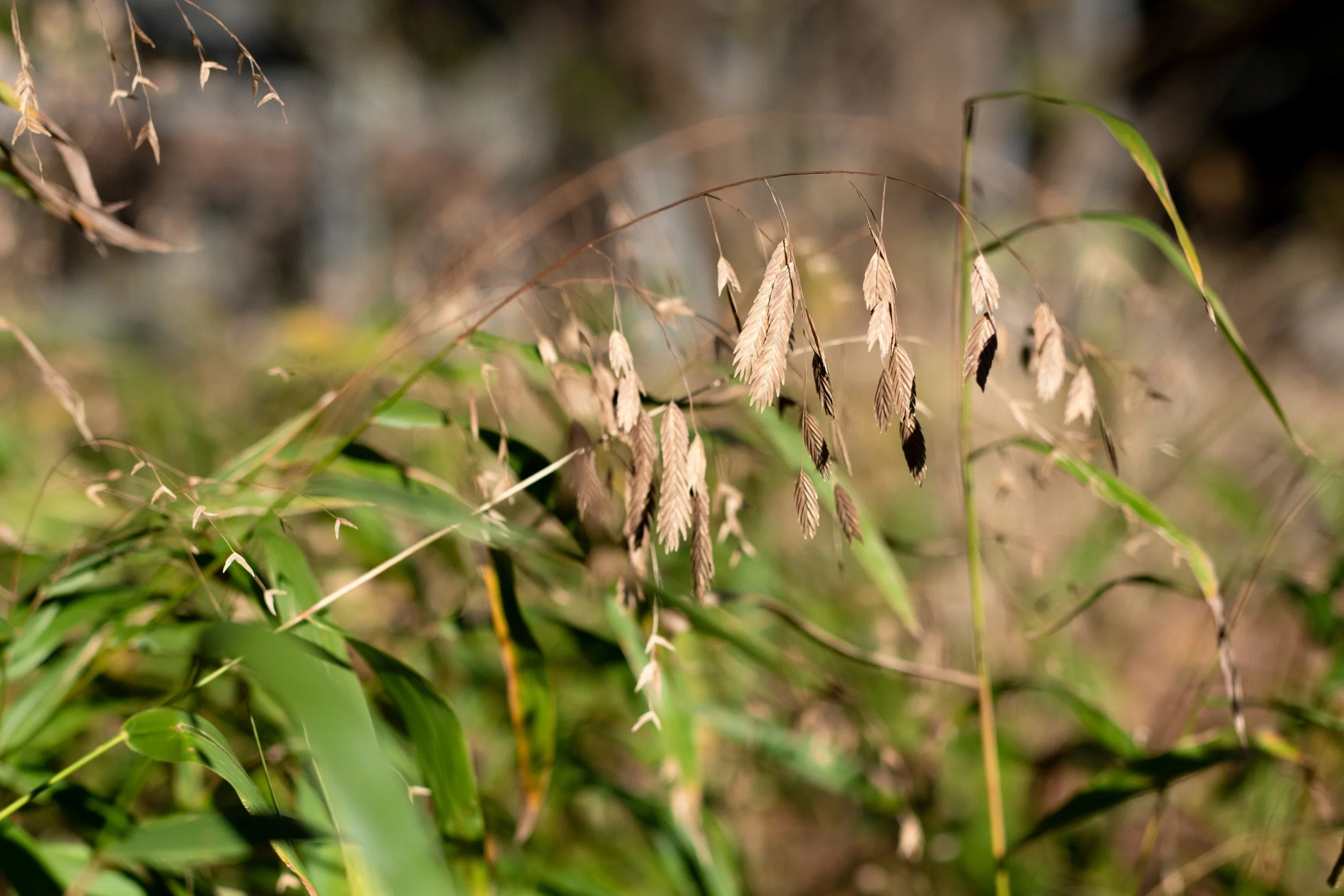 Master Gardener Series: Amazing Grasses