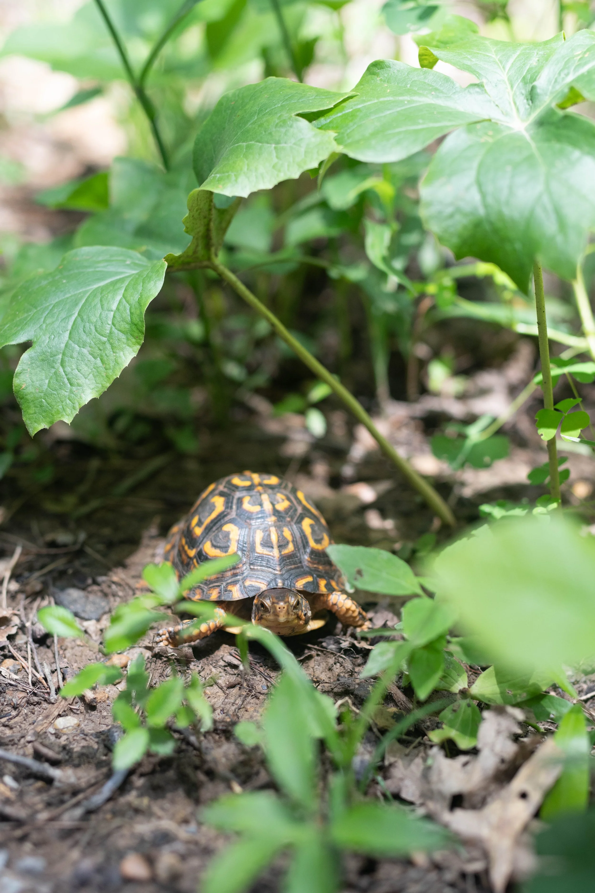 Making Space for Native Life