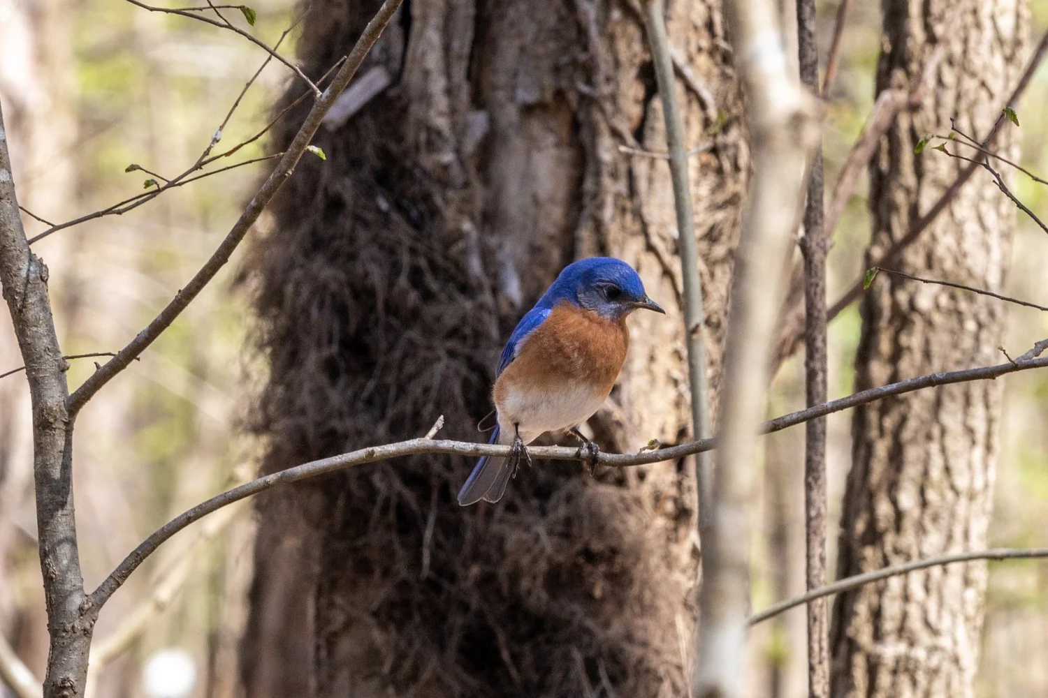 Waking Up with the Birds — Reflection Riding | Chattanooga nature ...