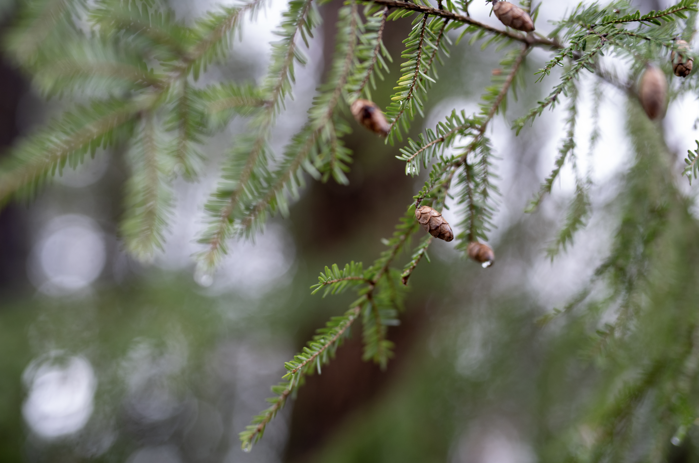 Tree Walk