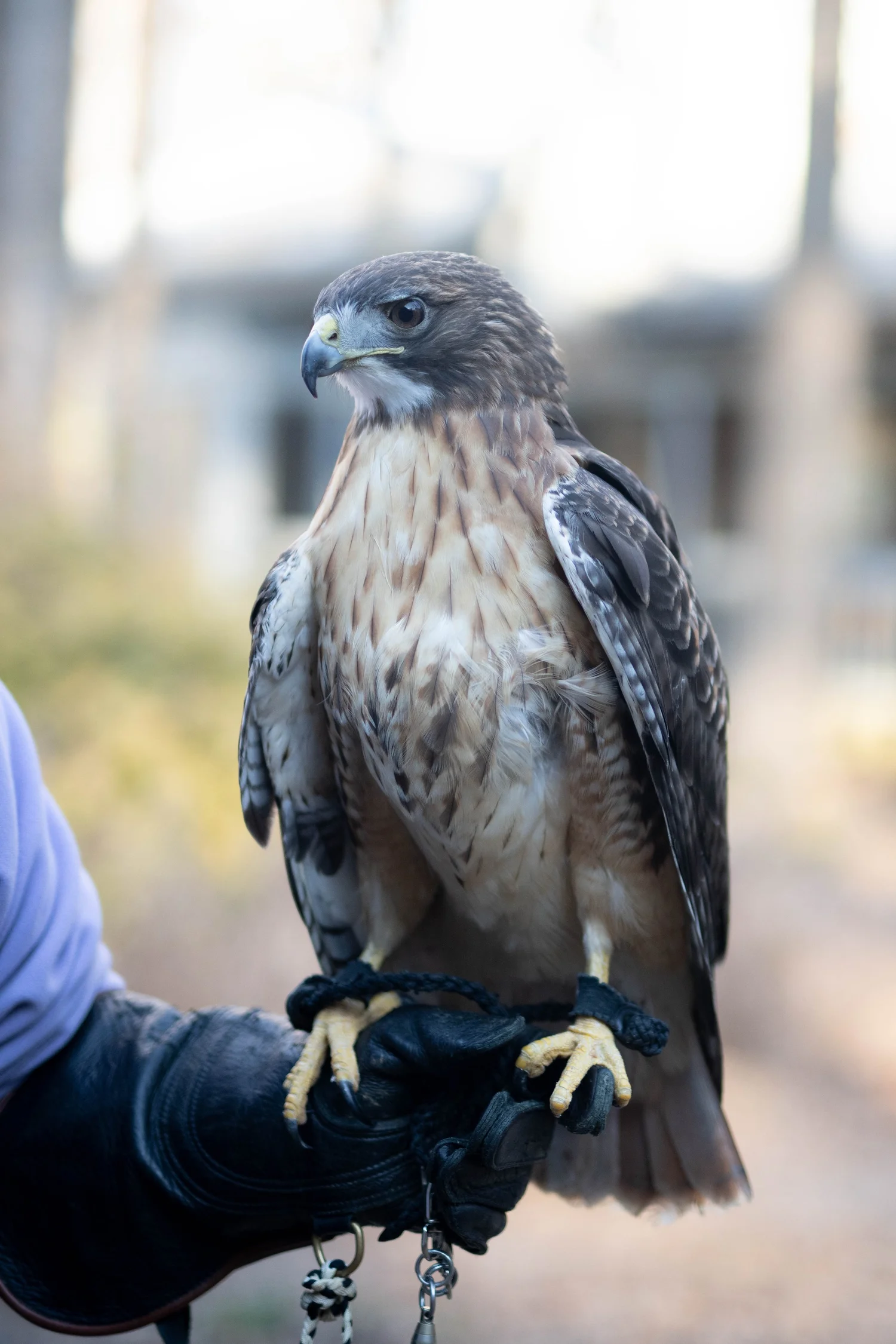 Thor the Red-tailed Hawk — Reflection Riding | Chattanooga nature ...