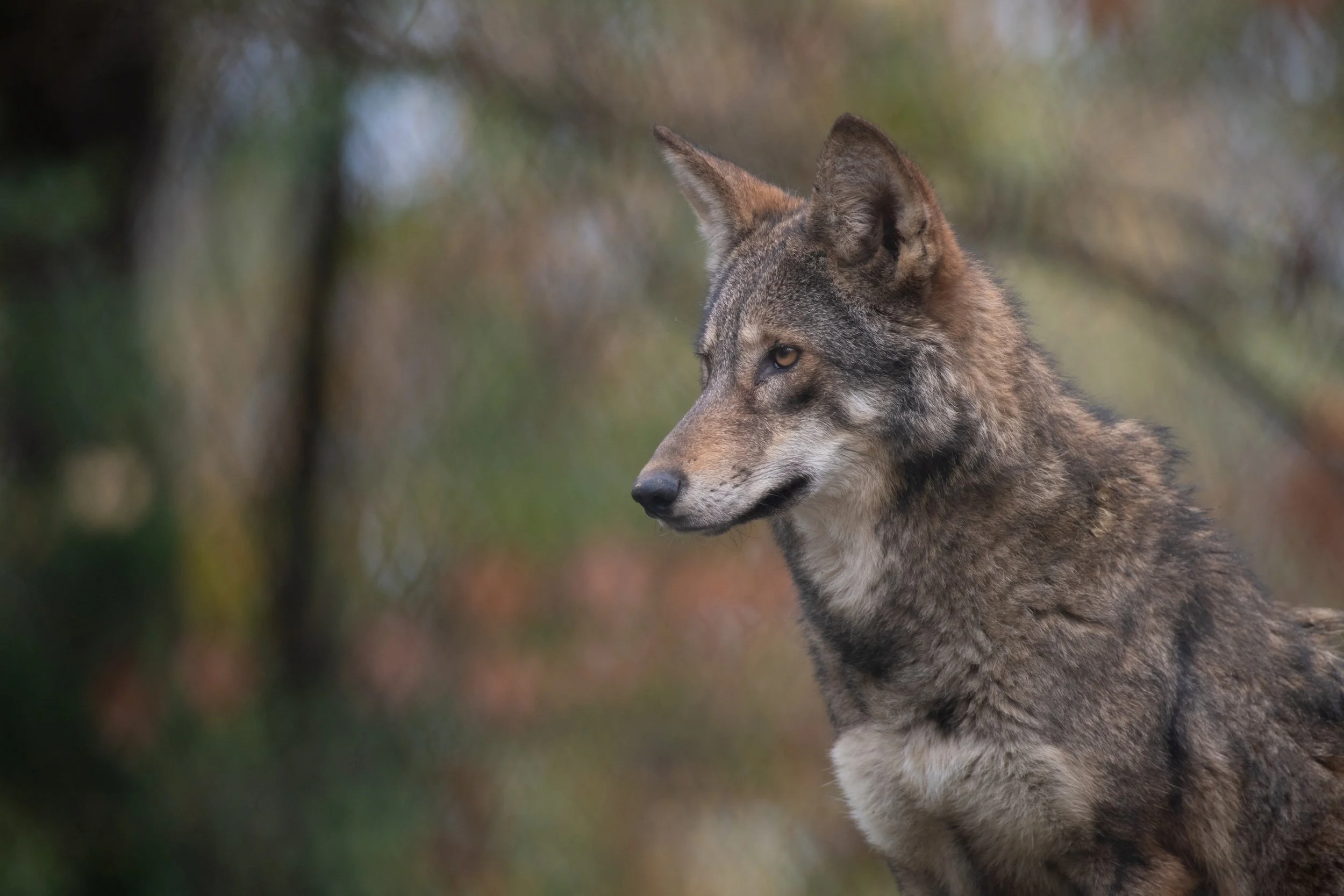 Wild Wonders: A Close Encounter with Native Animals