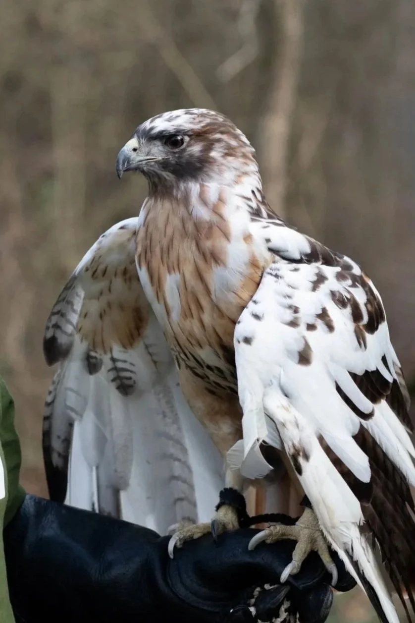 Leuci the Red-tailed Hawk — Reflection Riding | Chattanooga nature ...