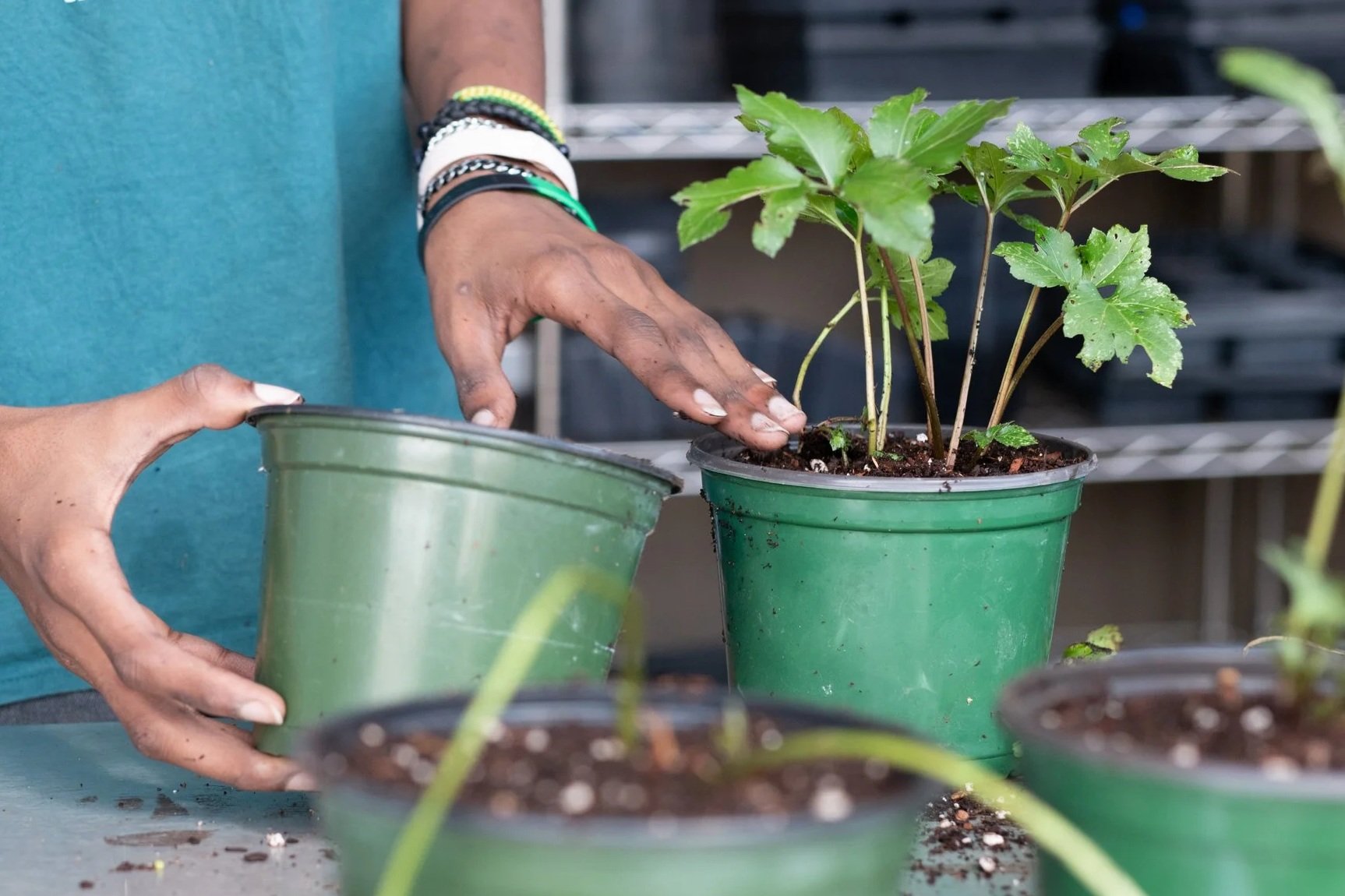 Botany II from TN Valley Wild Ones