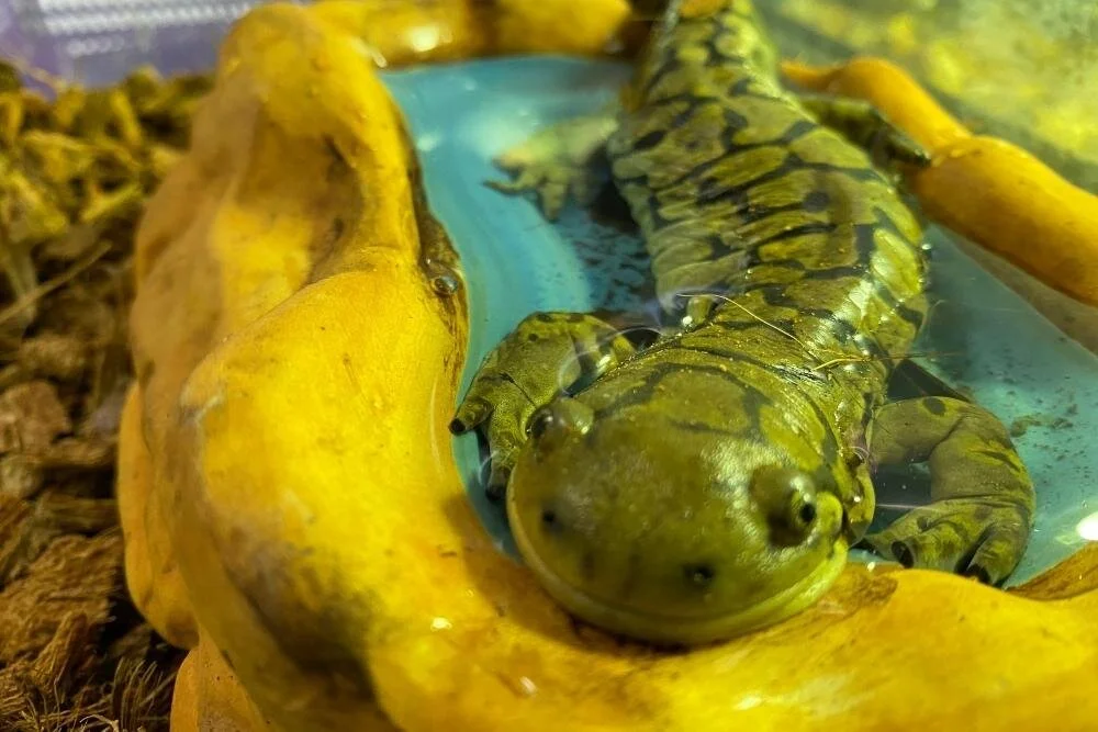 Tiger Salamanders — Reflection Riding Chattanooga nature center
