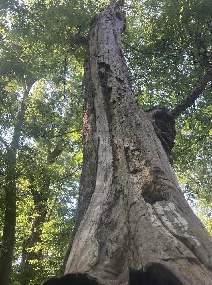 The Importance of Dead Trees — Reflection Riding | Chattanooga nature ...