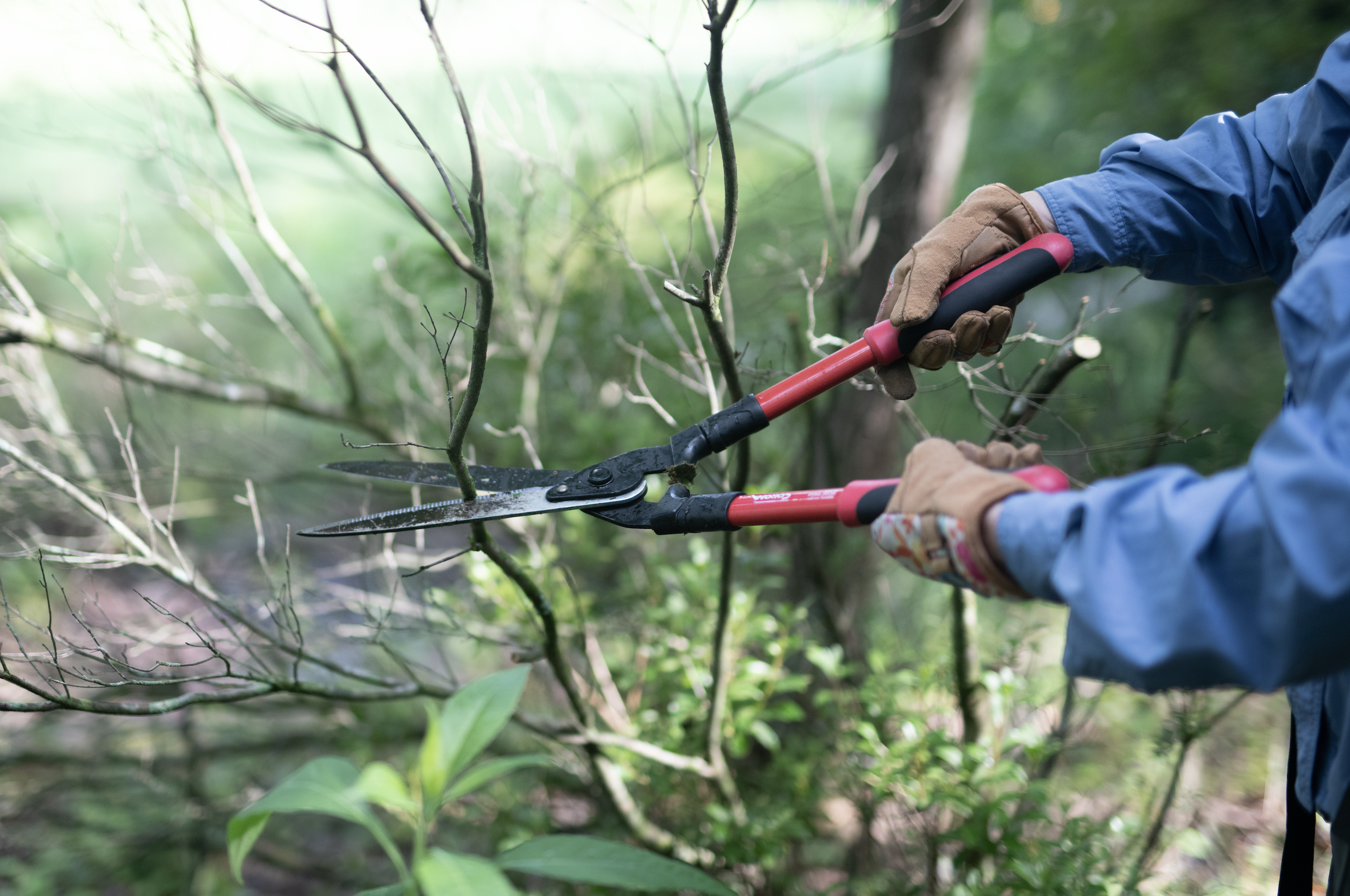 National Weed Wrangle