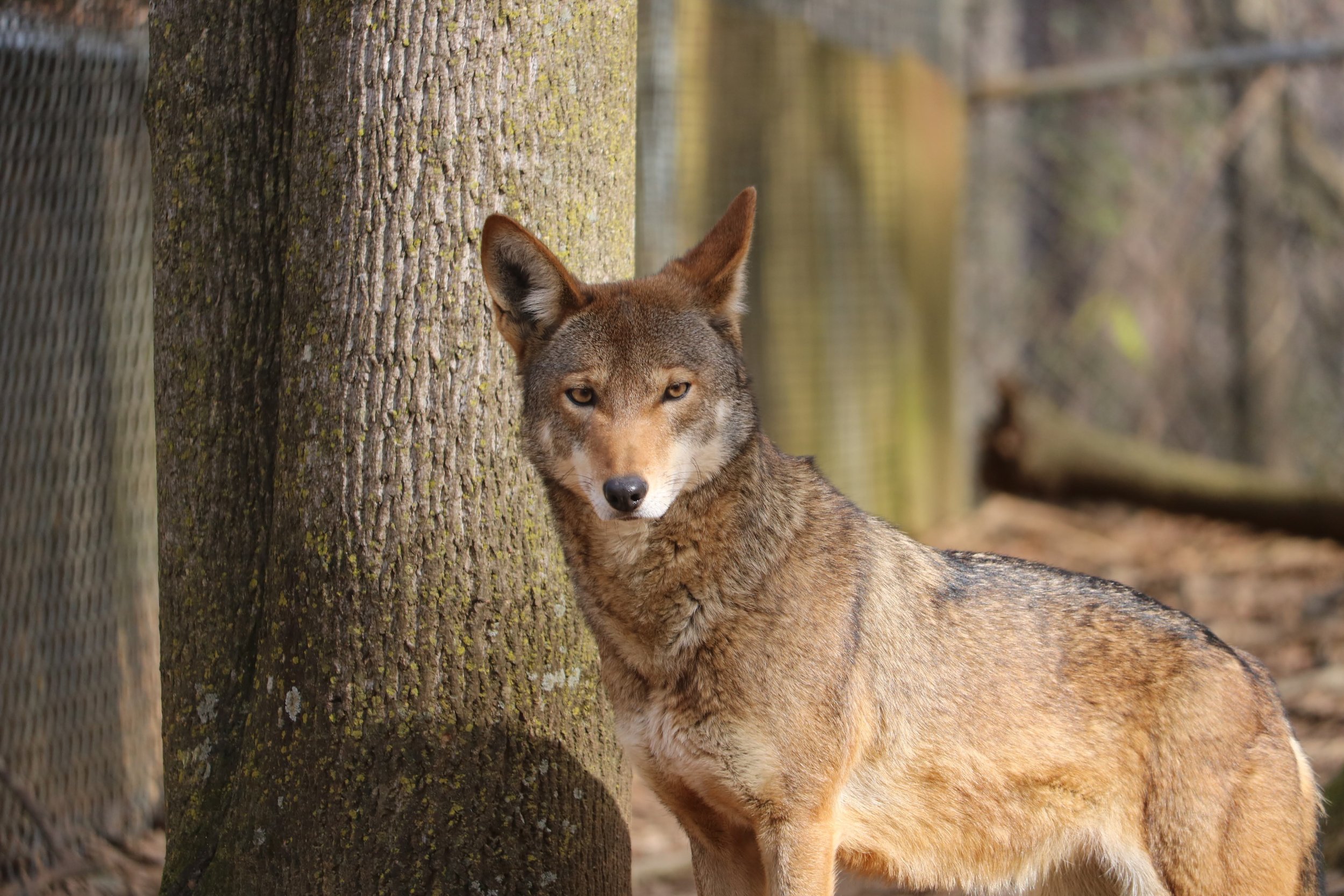 Red Wolf Conservation in the Spotlight — Reflection Riding