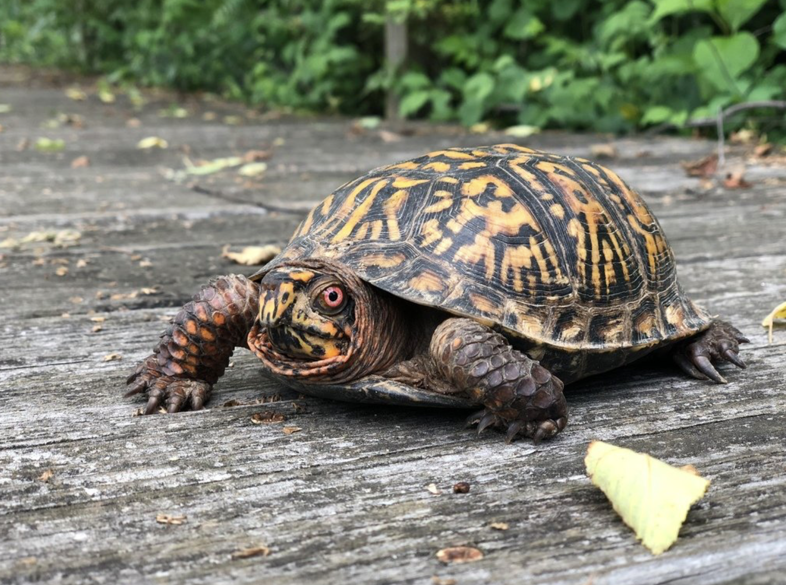 box turtle.png