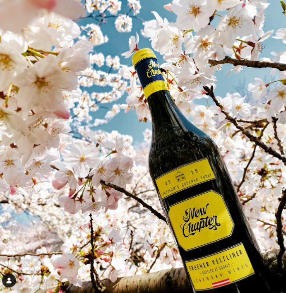 New Chapter under the Cherry Blossom Tree 🌸 in Japan!&nbsp;