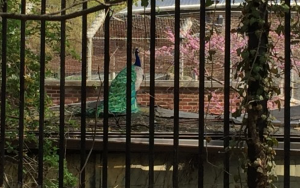 Peacock or Siren: a Springtime Guide