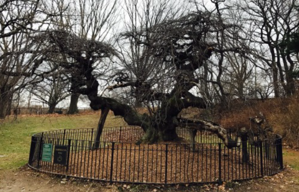 Shorter Winters Mean Weeping Elm Has Less Time to Prepare Its Annual Discourse