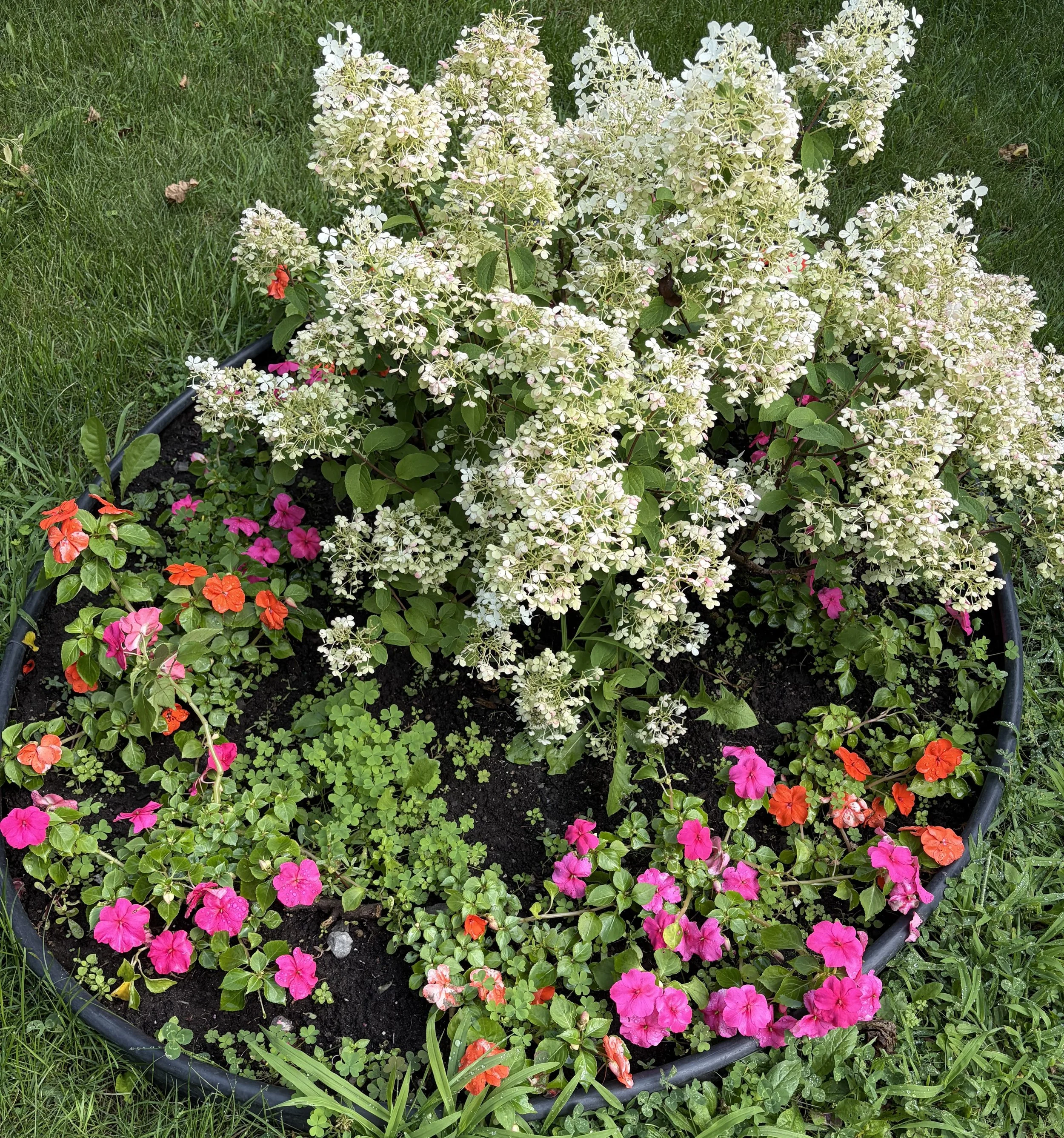 Flowerbed full of weeds with white hydrangea in center in Quebec