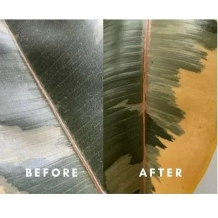 Before and after cleaning a dusty rubber tree leaf using Nutritional Leaf Spray.