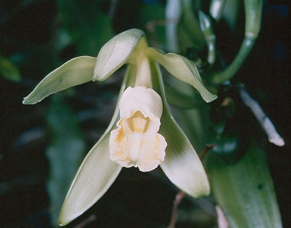 Vanilla flower