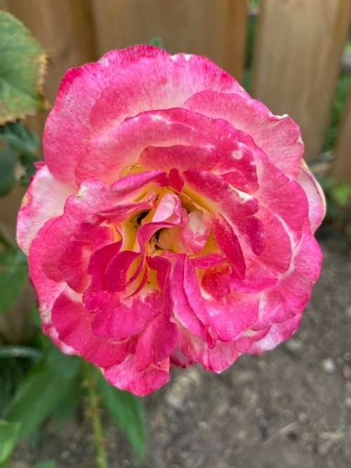 Double Delight Tea Rose Flower
